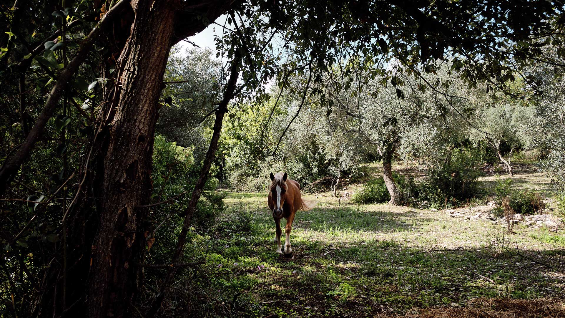 Seminari sul cavallo